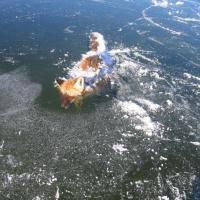 Renard pris dans la glace