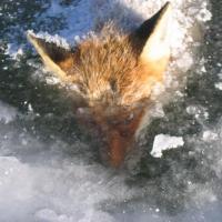 Renard pris dans la glace 2