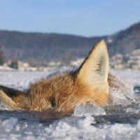 Renard pris dans la glace 1