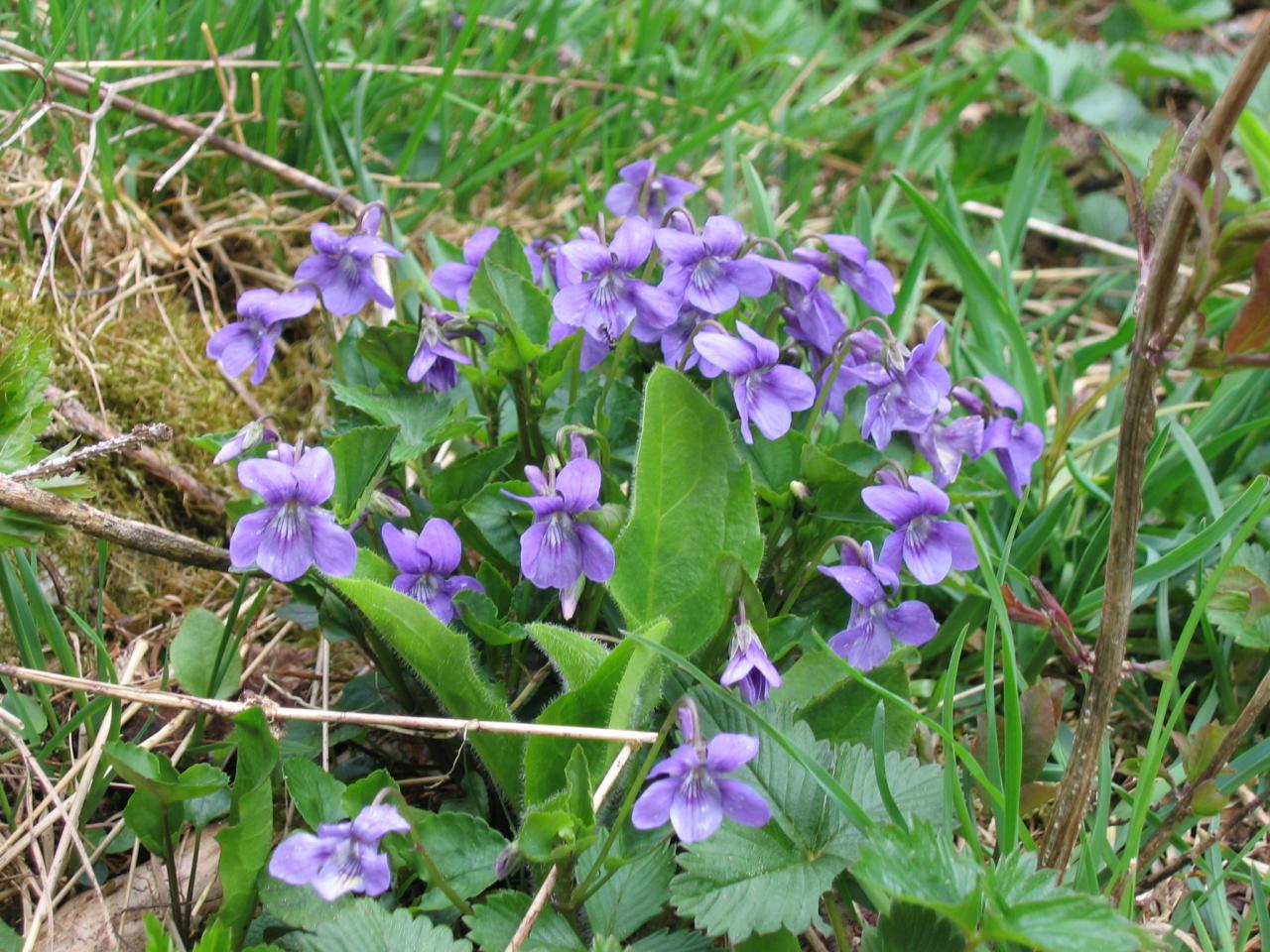 15 mai 2008
